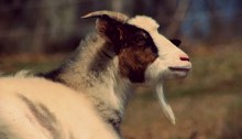 goat - TheFarmersInTheDell.com