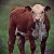 hereford bull calf - TheFarmersInTheDell.com