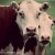 hereford cows - TheFarmersInTheDell.com