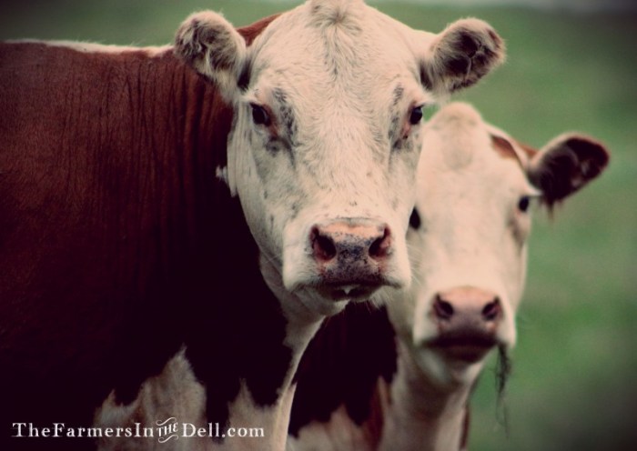 hereford cows - TheFarmersInTheDell.com