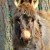 mini donkey - TheFarmersInTheDell.com
