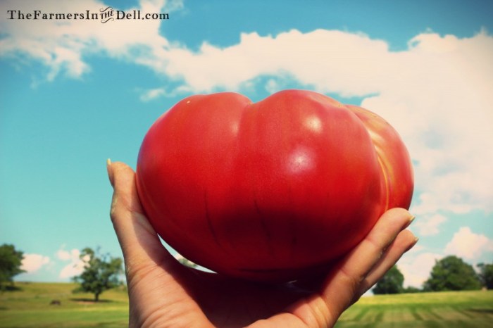 mortgage lifter tomato - TheFarmersInTheDell.com