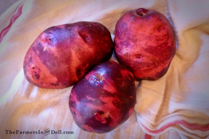 purple viking potatoes - TheFarmersInTheDell.com