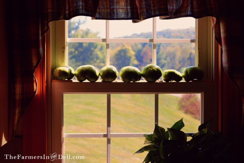 tomatoes in window - TheFarmersInTheDell.com
