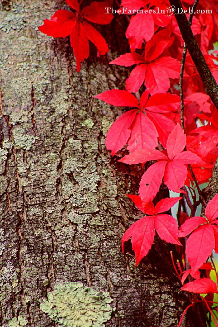 autumn - TheFarmersInTheDell.com