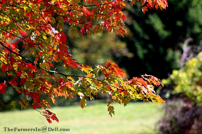 autumn - TheFarmersInTheDell.com