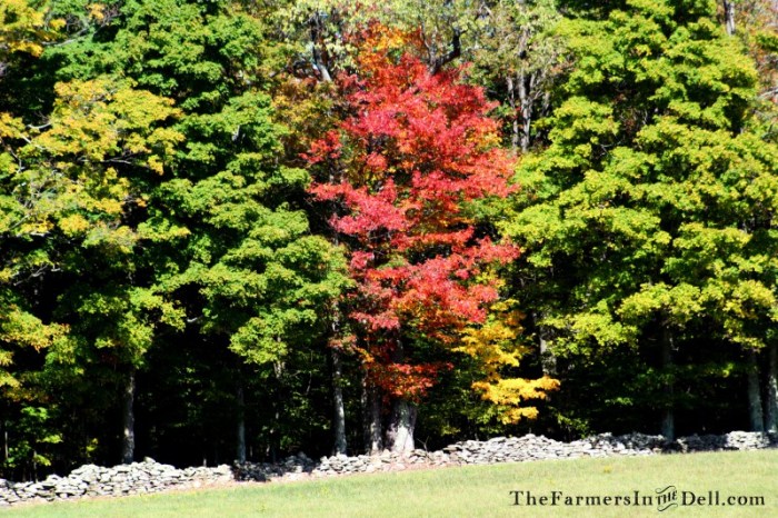 autumn - TheFarmersInTheDell.com