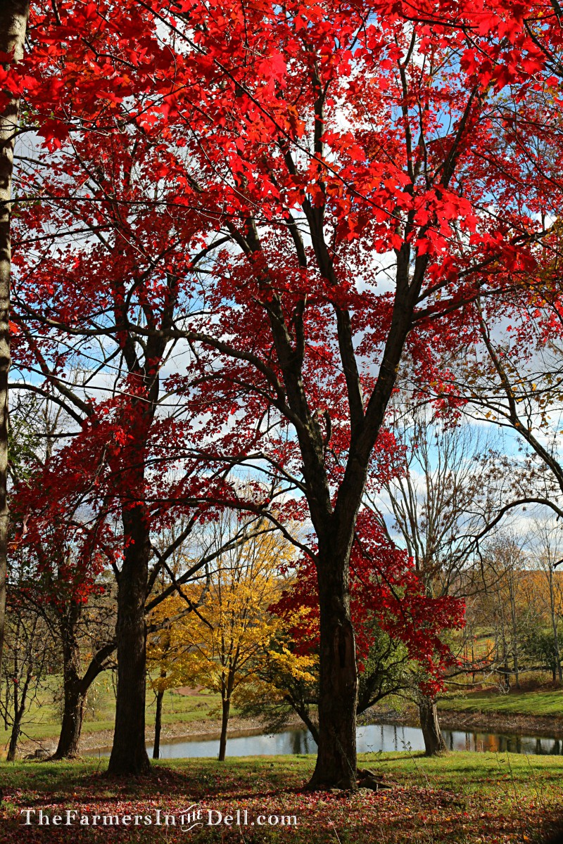 autumn - TheFarmersInTheDell.com