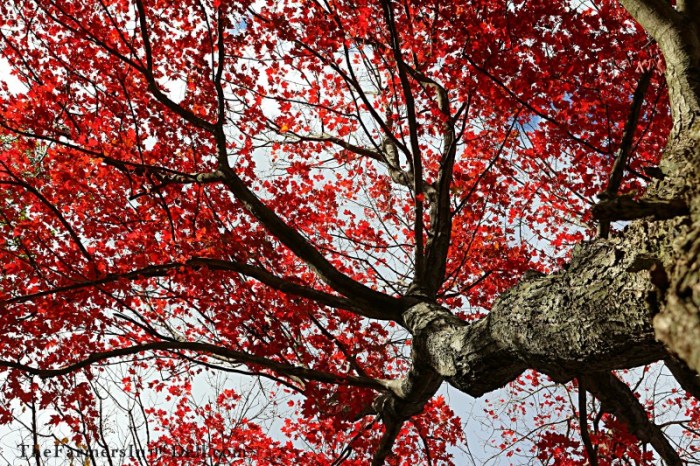 autumn - TheFarmersInTheDell.com