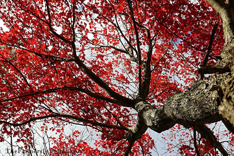 autumn - TheFarmersInTheDell.com