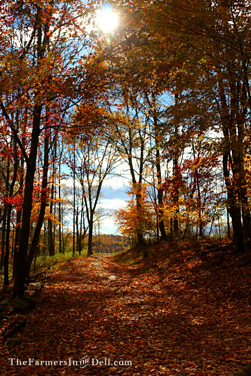 autumn - TheFarmersInTheDell.com