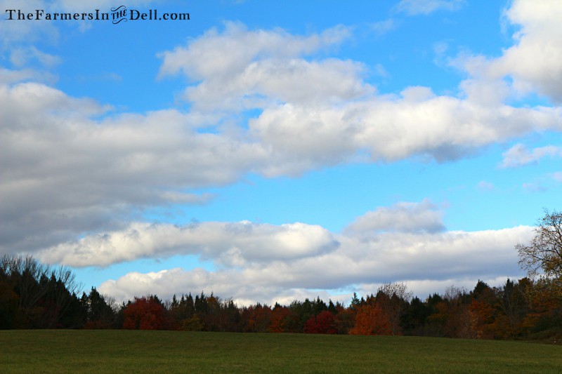 autumn - TheFarmersInTheDell.com