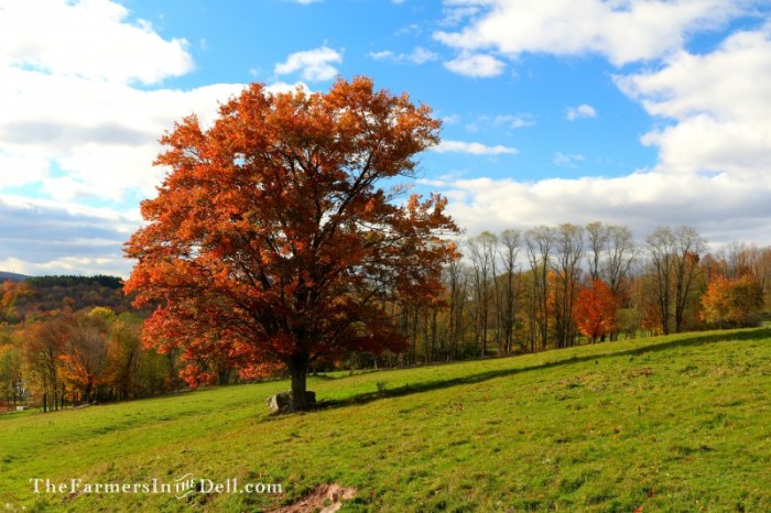autumn - TheFarmersInTheDell.com