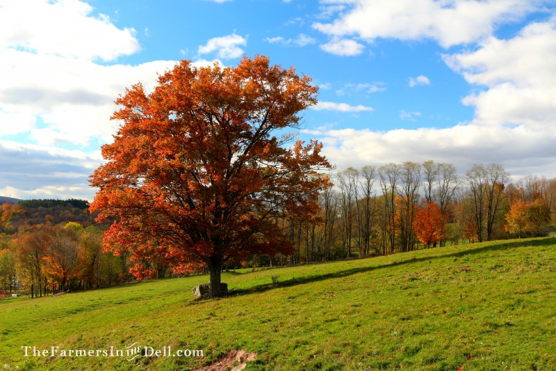 autumn - TheFarmersInTheDell.com