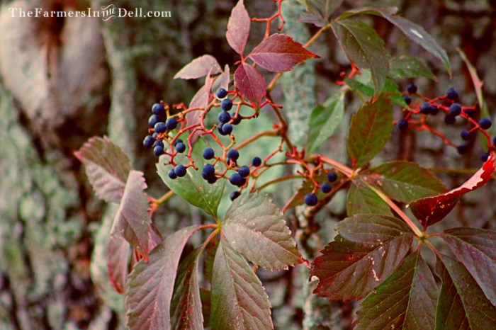 autumn - TheFarmersInTheDell.com