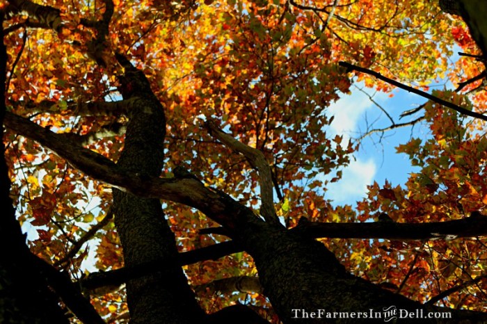 autumn - TheFarmersInTheDell.com