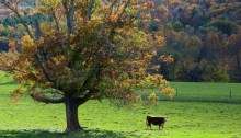 autumn - TheFarmersInTheDell.com