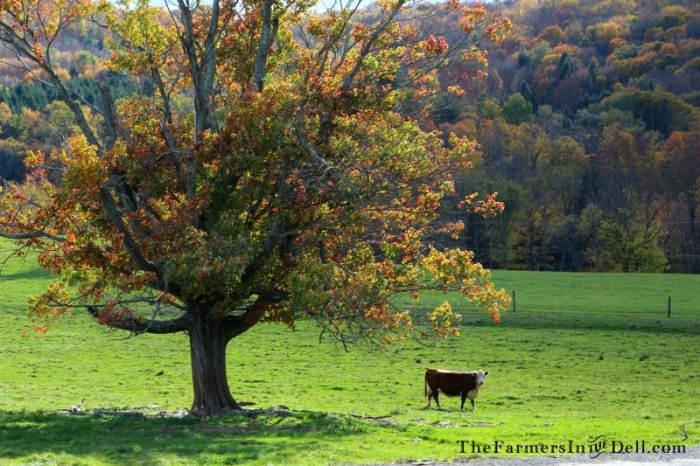 autumn - TheFarmersInTheDell.com