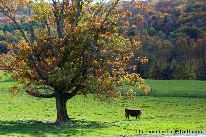 autumn - TheFarmersInTheDell.com