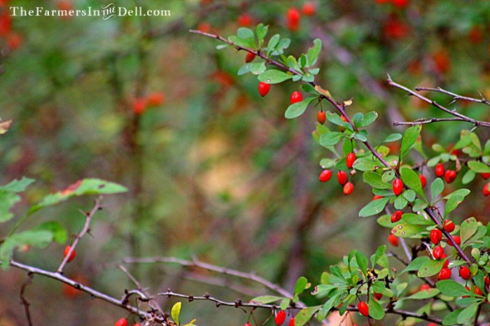 autumn - TheFarmersInTheDell.com