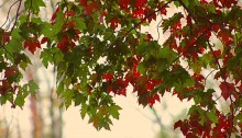autumn - TheFarmersInTheDell.com