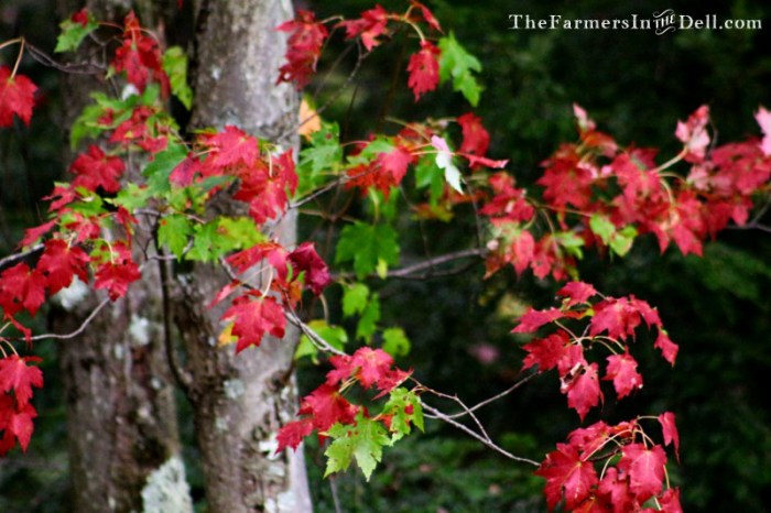 autumn - TheFarmersInTheDell.com