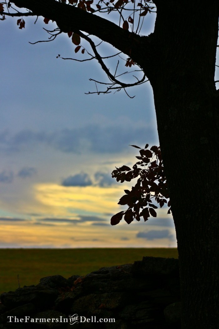 autumn - TheFarmersInTheDell.com