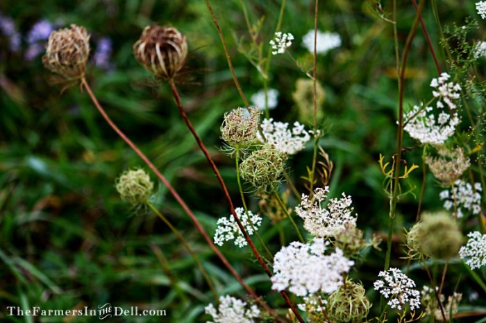 autumn - TheFarmersInTheDell.com