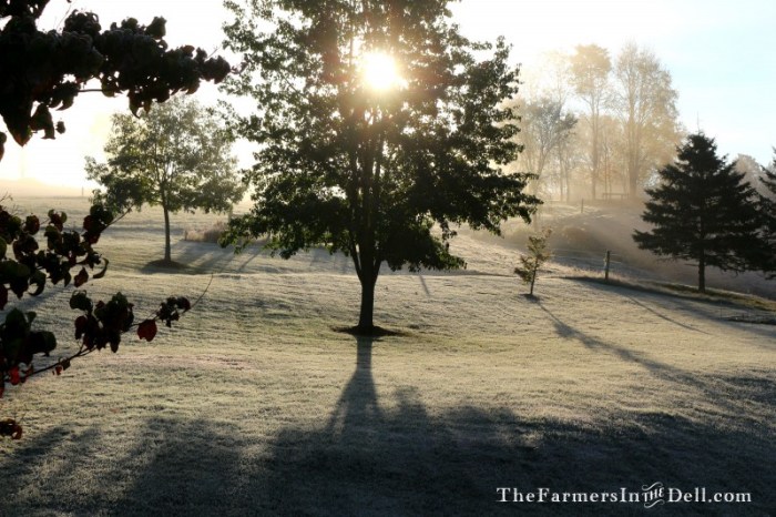 first snow - TheFarmersInTheDell.com