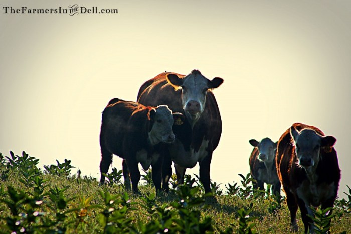 foggy morning - TheFarmersInTheDell.com