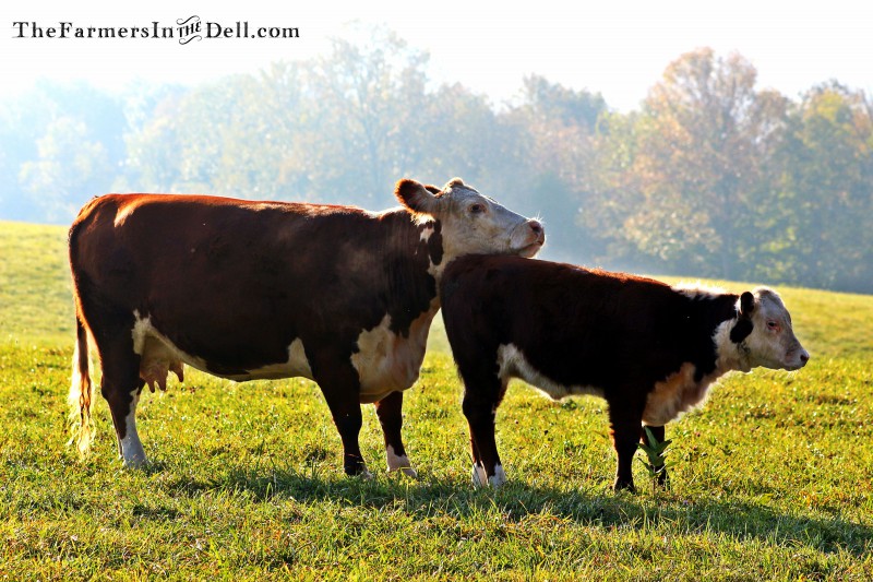 heifer and calf - TheFarmersInTheDell.com