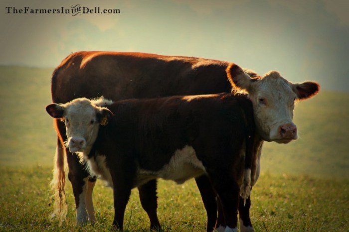 heifer and calf - TheFarmersInTheDell.com
