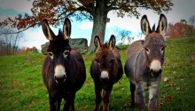 mini donkeys - TheFarmersInTheDell.com