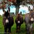 mini donkeys - TheFarmersInTheDell.com