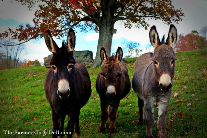 mini donkeys - TheFarmersInTheDell.com