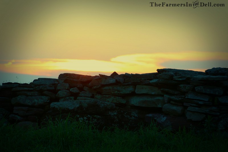 stonewall at dusk - TheFarmersInTheDell.com