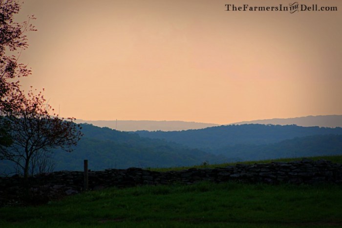 stonewall at dusk - TheFarmersInTheDell.com