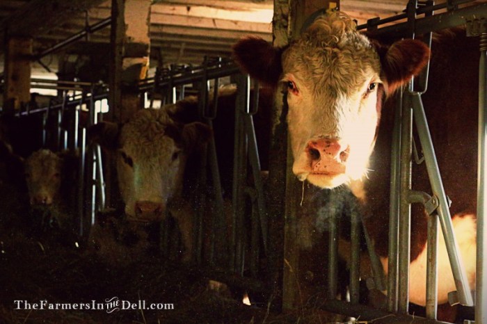 cows in barn - The FarmersInTheDell.com