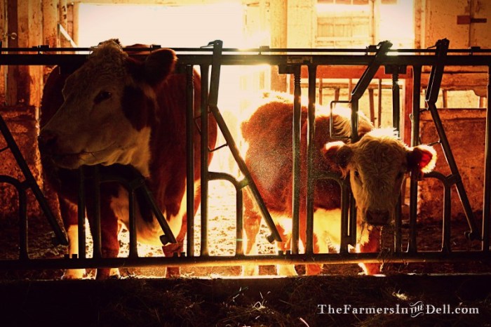 cows in barn - The FarmersInTheDell.com