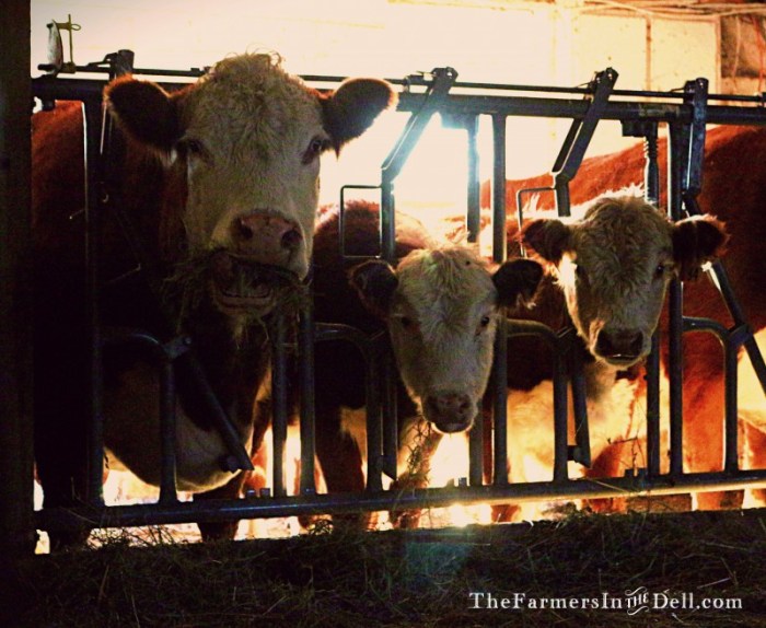 cows in barn - The FarmersInTheDell.com