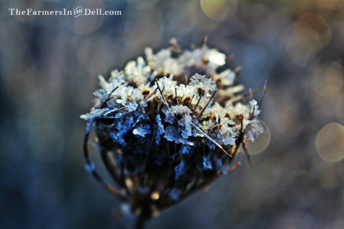 frost - TheFarmersInTheDell.com