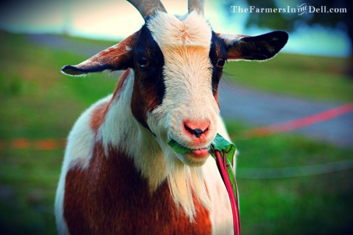 goat - TheFarmersInTheDell.com