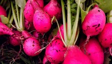 pink beauty radishes - TheFarmersInTheDell.com
