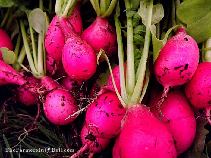 pink beauty radishes - TheFarmersInTheDell.com