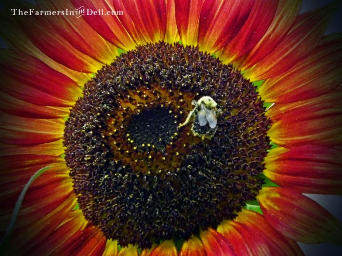 sunflower with bumblebee - TheFarmersInTheDell.com