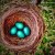 robin's nest - TheFarmersInTheDell.com