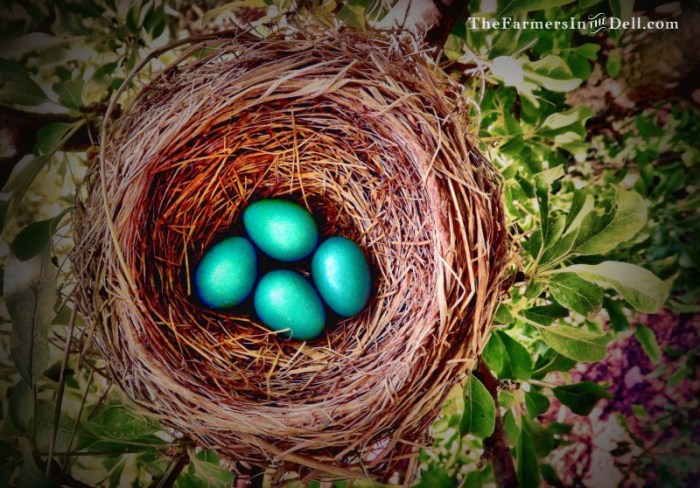 robin's nest - TheFarmersInTheDell.com