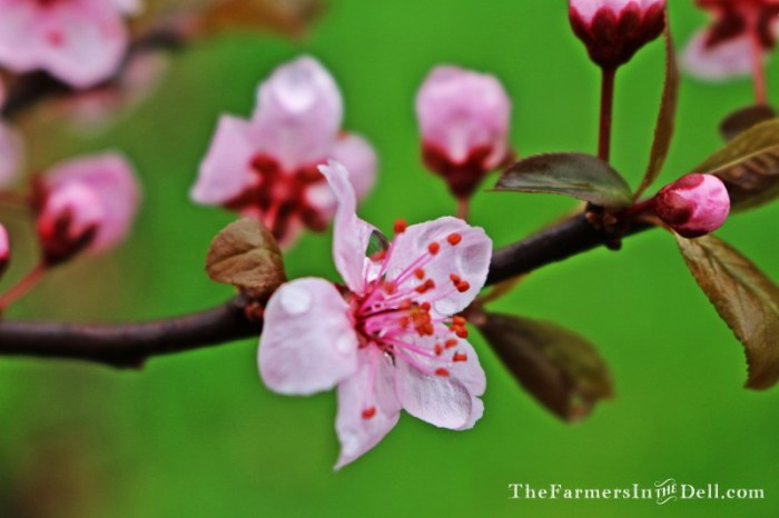 blossom - TheFarmersInTheDell.com