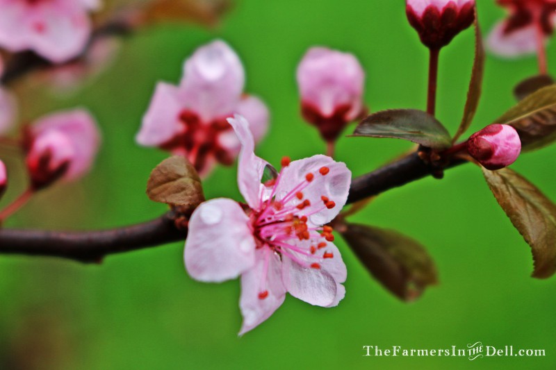 blossom - TheFarmersInTheDell.com