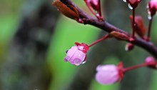 blossom - TheFarmersInTheDell.com